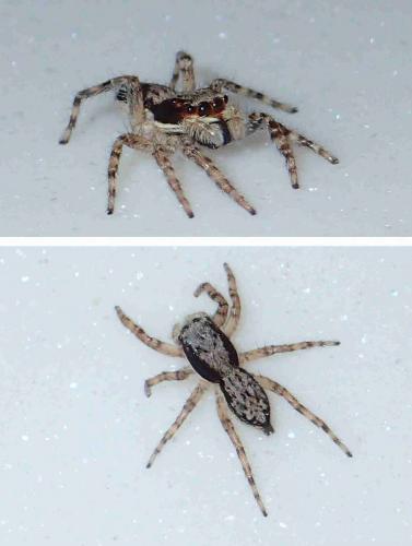 Menemerus bivittatus